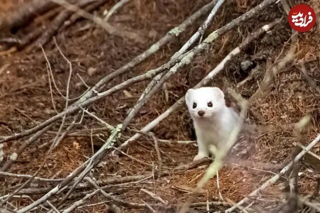 این حیوانات در زمستان «سفید» میشوند