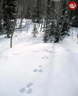 این حیوانات در زمستان «سفید» میشوند