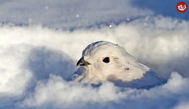 این حیوانات در زمستان «سفید» میشوند این حیوانات در زمستان «سفید» میشوند