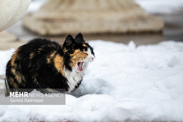 تصاویر/ روز برفی تهران
