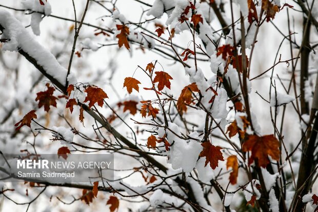 تصاویر/ روز برفی تهران