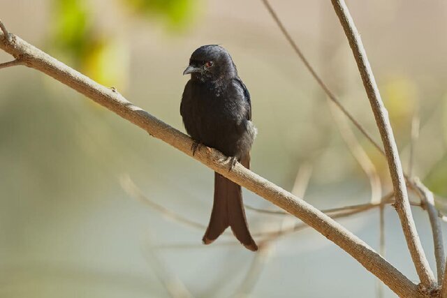 عجایب دنیای پرندگان | این پرنده به حیوانات دیگر دروغ میگوید! عجایب دنیای پرندگان | این پرنده به حیوانات دیگر دروغ میگوید!
