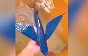 ویدیو/ این ماهی برای فرار از دست شکارچیان پرواز می‌کند!