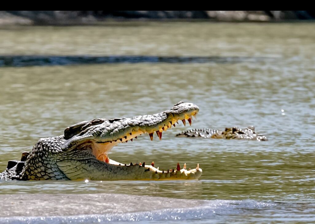 حمله تمساحها به مردم در جنوب آفریقا حمله تمساحها به مردم در جنوب آفریقا