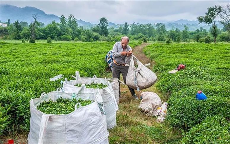 ۹۷ درصد مطالبات چایکاران پرداخت شد ۹۷ درصد مطالبات چایکاران پرداخت شد