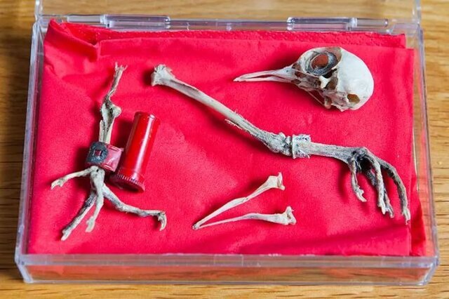 پیام گمشده در تاریخ؛ داستان کبوتر نامهبر جنگ جهانی دوم که از دودکش یک خانه سردرآورد!