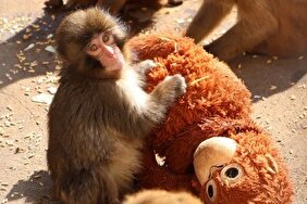 ویدیو/ بازی بچه میمون یتیم معروف فضای مجازی با عروسکش