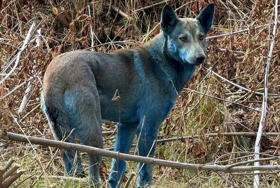 ماجرای «سگ‌های آبی‌رنگ» در این شهر متروکه چیست؟