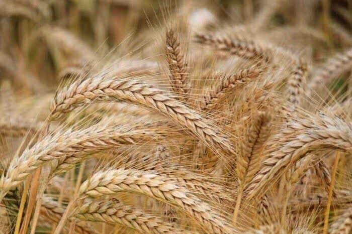 قیمت تضمینی گندم ۵۰ هزار تومان شد قیمت تضمینی گندم ۵۰ هزار تومان شد