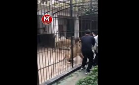 ویدیو/ حمله هولناک شیرهای باغ وحش به یک دختر