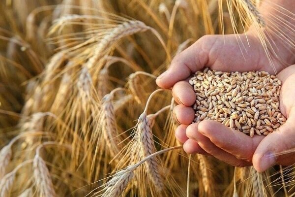 خرید تضمینی گندم از یک میلیون تن گذشت خرید تضمینی گندم از یک میلیون تن گذشت