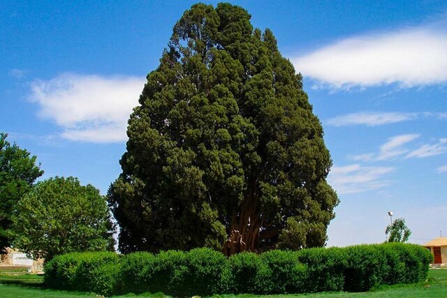 قدیمی‌ترین درختان ایران در کجا قرار دارند؟