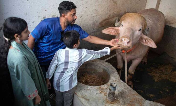مشهور شدن یک گاومیش در بنگلادش به علت شباهت به ترامپ+ تصاویر مشهور شدن یک گاومیش در بنگلادش به علت شباهت به ترامپ+ تصاویر