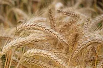 قیمت تضمینی گندم ۵۰ هزار تومان شد