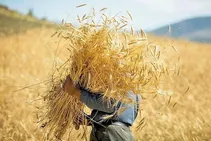 خبر مهم؛ قیمت واقعی گندم اعلام شد