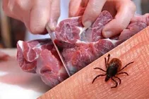 ۹ مورد ابتلا به تب کریمه کنگو در یزد شناسایی شد