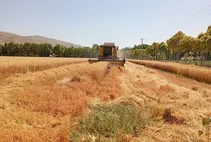 مطالبات گندمکاران تا این تاریخ پرداخت می‌شود
