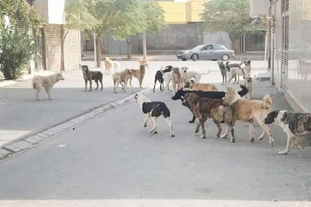 حادثه تکراری در سنندج/ حمله سگهای بلاصاحب به دختر ۱۲ ساله + عکس حادثه تکراری در سنندج/ حمله سگهای بلاصاحب به دختر ۱۲ ساله + عکس