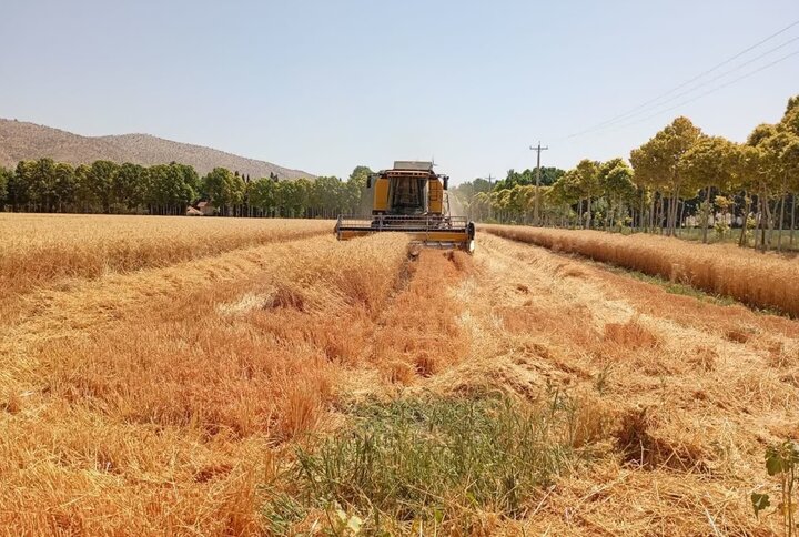 مطالبات گندمکاران تا این تاریخ پرداخت میشود مطالبات گندمکاران تا این تاریخ پرداخت میشود