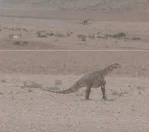 مشاهده دایناسور در مناطق بیابانی خراسان رضوی؟