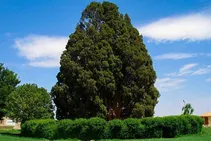 قدیمی‌ترین درختان ایران در کجا قرار دارند؟