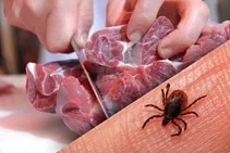 افزایش مبتلایان به تب کریمه-کنگو در افغانستان
