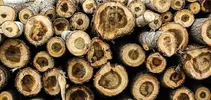 دستگیری ۷ قاچاقچی چوب در استان تهران