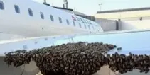 ویدیو/ تاخیر در پرواز با محاصره عجیب بال هواپیما توسط زنبورها!