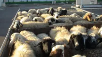 فعالیت ۲۰ مرکز عرضه و ذبح دام برای عید قربان