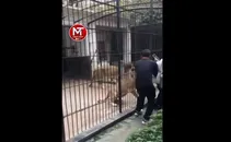 ویدیو/ حمله هولناک شیرهای باغ وحش به یک دختر