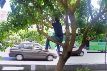 توت‌های خیابانی را به این دلیل نخورید!