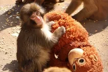 ویدیو/ بازی بچه میمون یتیم معروف فضای مجازی با عروسکش