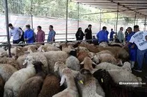 جزئیات کامل مراکز عرضه دام زنده در تهران